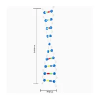 ⁦ערכת מודל DNA להרכבה - מודל ביולוגי סליל די-אן-איי כפול⁩ – תמונה ⁦2⁩
