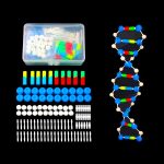ערכת מודל DNA להרכבה - מודל ביולוגי סליל די-אן-איי כפול