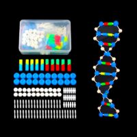ערכת מודל DNA להרכבה - מודל ביולוגי סליל די-אן-איי כפול