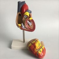 ⁦מודל אנטומי לב אנושי - ערכת מודל לב אדם פריק⁩ – תמונה ⁦2⁩