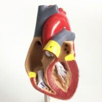⁦מודל אנטומי לב אנושי - ערכת מודל לב אדם פריק⁩ – תמונה ⁦4⁩