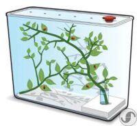⁦ערכה ביתית לבניית בית לגידול והאכלה של חיפושיות - ממלכת החיפושיות מבית InterPlay בריטניה⁩ – תמונה ⁦4⁩