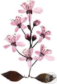 ⁦משחק יצירה אומנות ייבוש וגיהוץ פרחים Instant Flower Pressing מבית InterPlay בריטניה⁩ – תמונה ⁦3⁩
