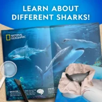 ⁦ערכת מדע Shark Tooth Dig Kit - ערכת חפירה של 2 שיני כריש אמיתיות מבית National Geographic⁩ – תמונה ⁦4⁩