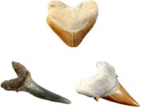 ⁦ערכת מדע Shark Tooth Dig Kit - ערכת חפירה של 2 שיני כריש אמיתיות מבית National Geographic⁩ – תמונה ⁦7⁩