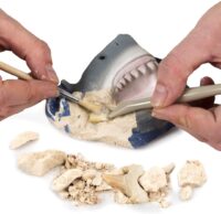 ⁦ערכת מדע Shark Tooth Dig Kit - ערכת חפירה של 2 שיני כריש אמיתיות מבית National Geographic⁩ – תמונה ⁦8⁩